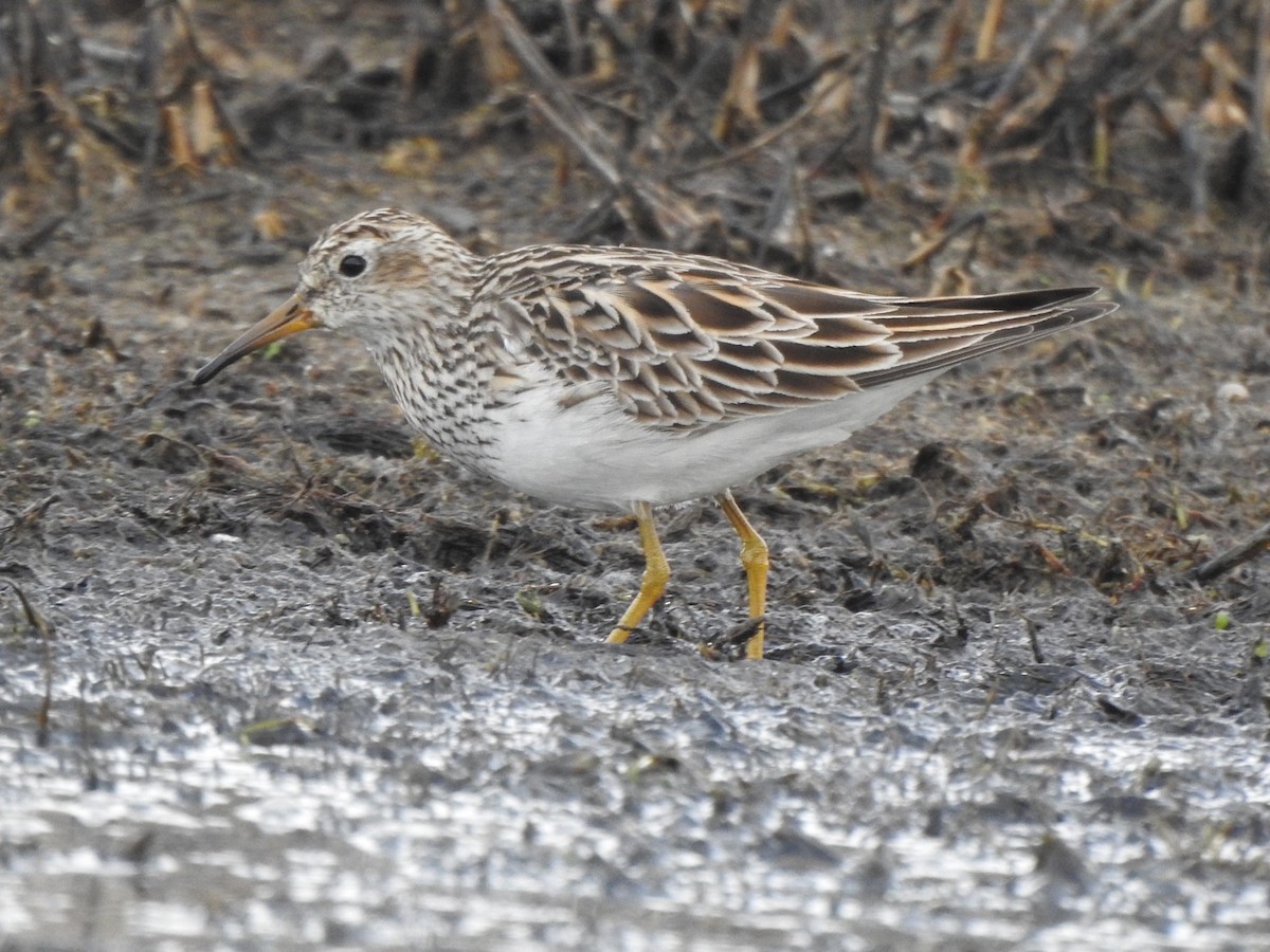 Pectoral Sandpiper - Matthew Thompson