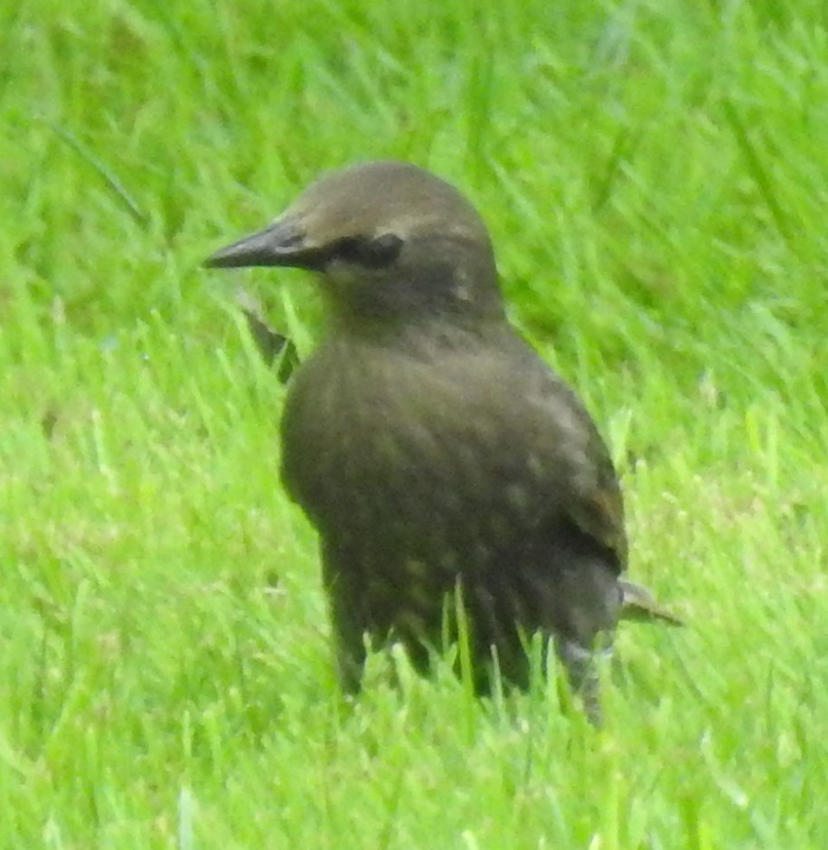 European Starling - Alfred Thomson