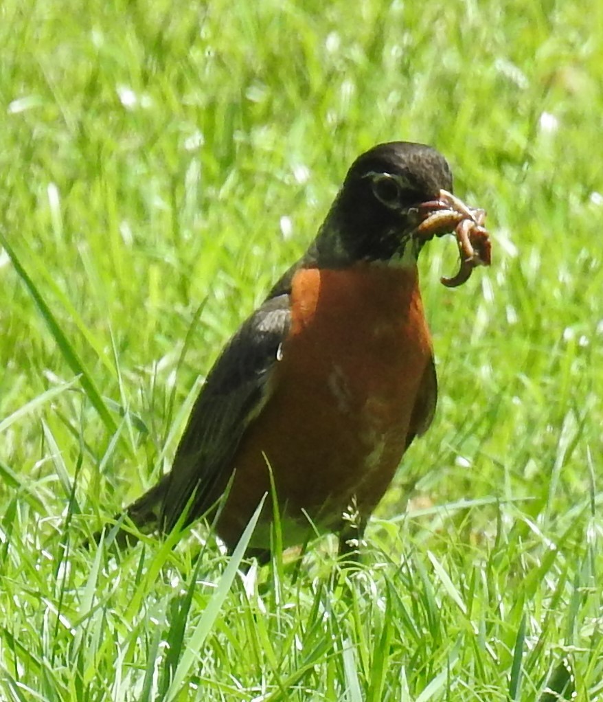 American Robin - Alfred Thomson