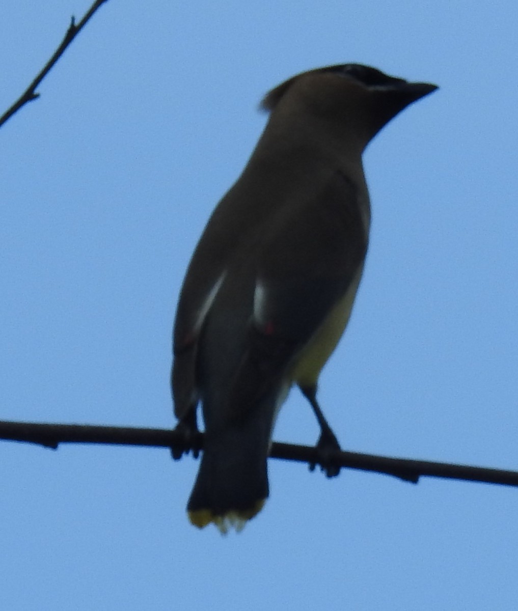 Cedar Waxwing - ML350938301