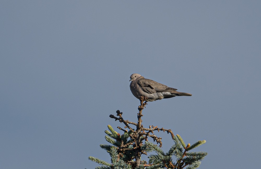 Eurasian Collared-Dove - Bert Filemyr