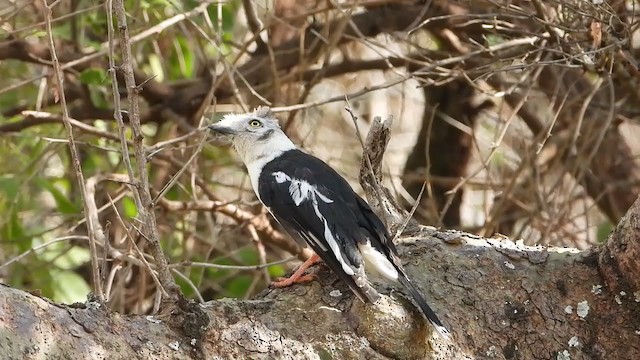 Gray-crested Helmetshrike - ML350939741