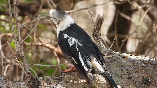 Gray-crested Helmetshrike - ML350939811