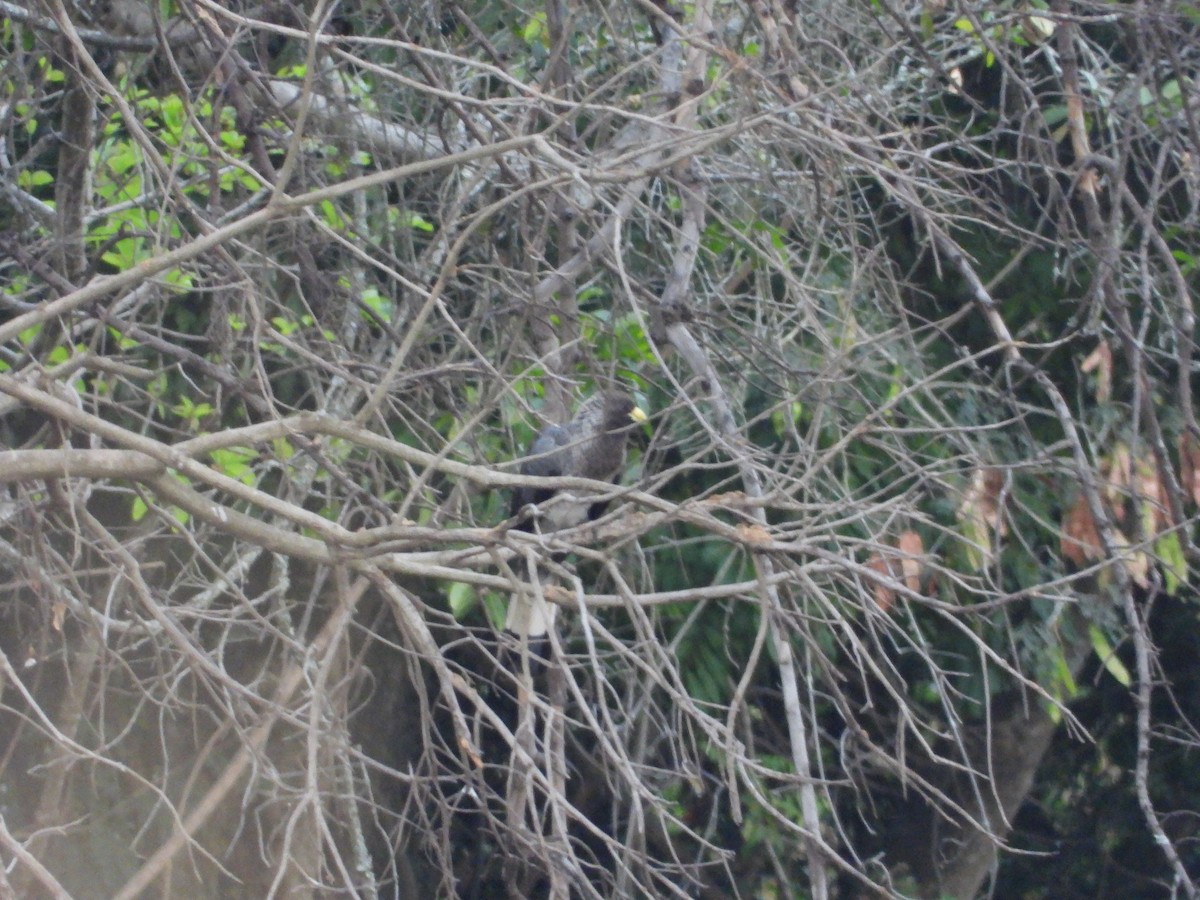 Eastern Plantain-eater - ML350940221