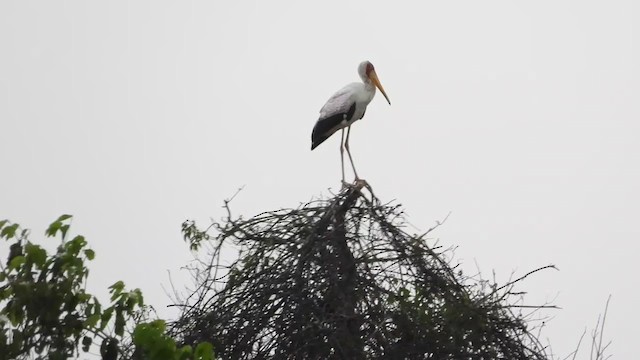 Yellow-billed Stork - ML350940401