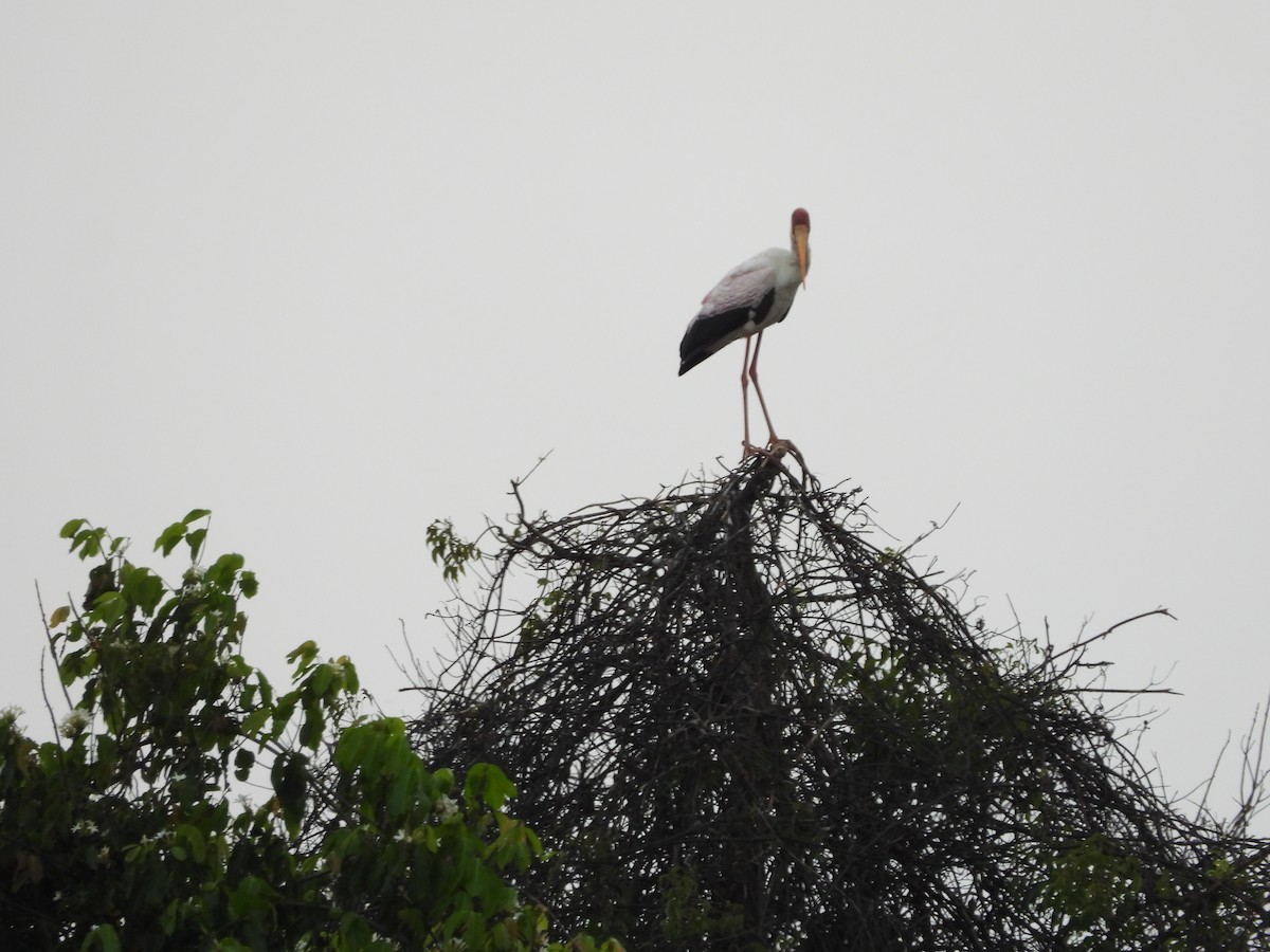 Yellow-billed Stork - ML350940441