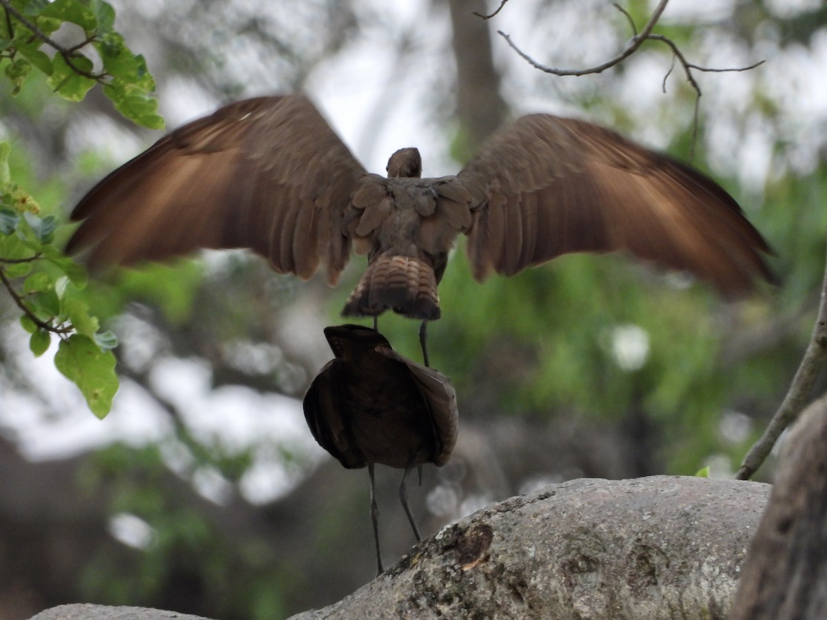 Hamerkop - ML350940481