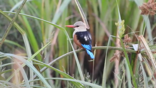 Gray-headed Kingfisher - ML350940641