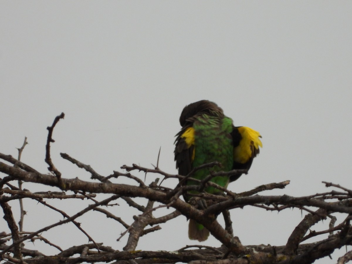 Meyer's Parrot - ML350940811