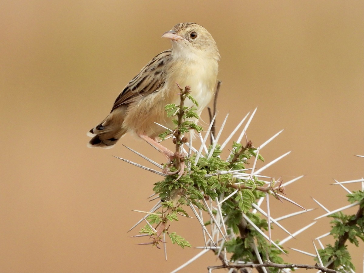 Croaking Cisticola - ML350941281