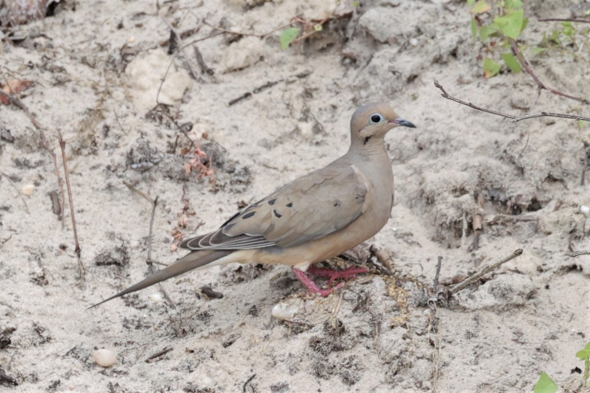 Mourning Dove - ML350941531