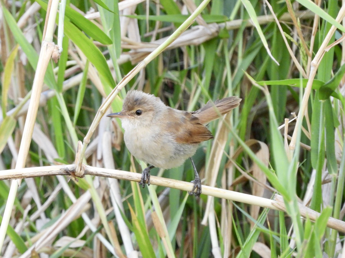 Lesser Swamp Warbler - ML350941631