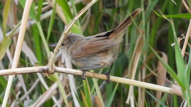 Lesser Swamp Warbler - ML350941681