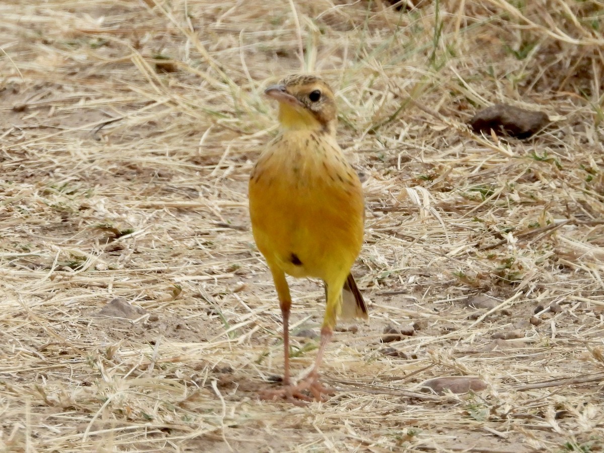 Yellow-throated Longclaw - ML350942031