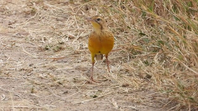 Yellow-throated Longclaw - ML350942051