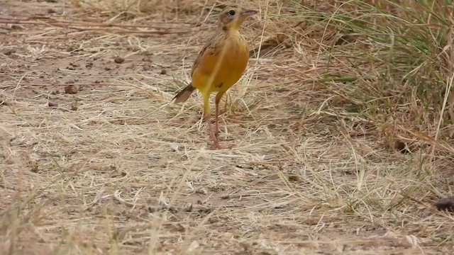 Yellow-throated Longclaw - ML350942101