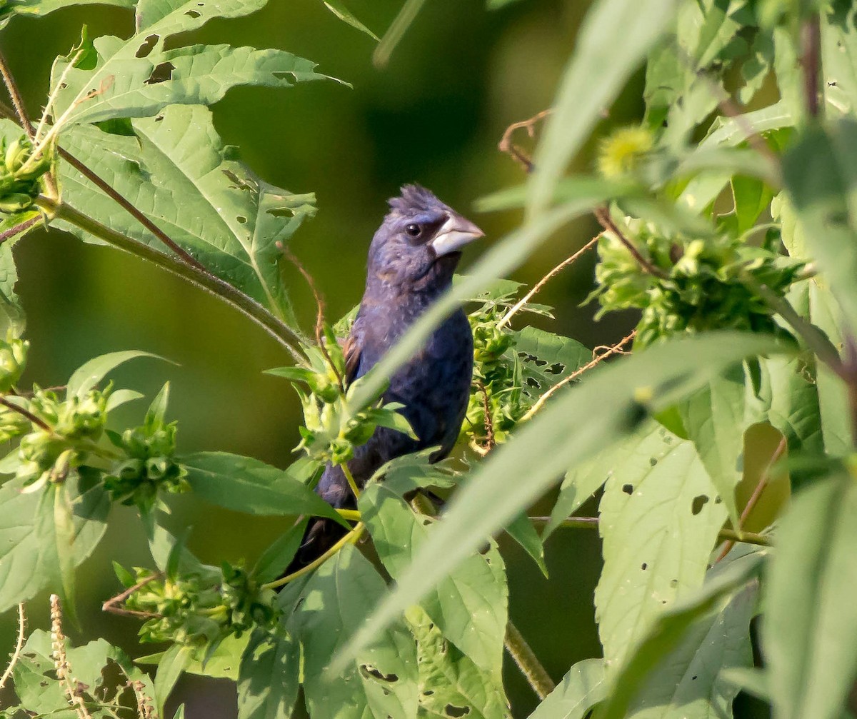 Blue Grosbeak - ML35094231