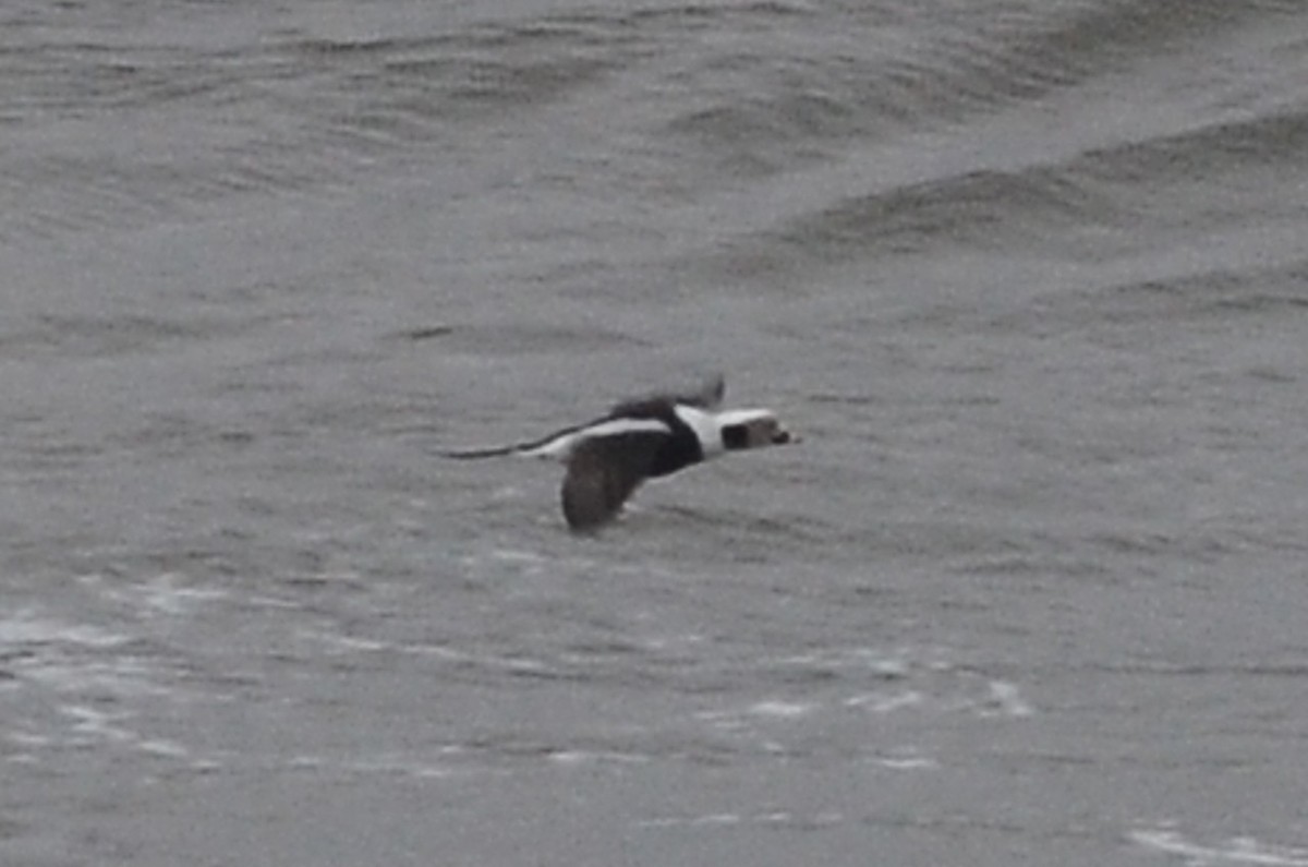 Long-tailed Duck - ML35094241