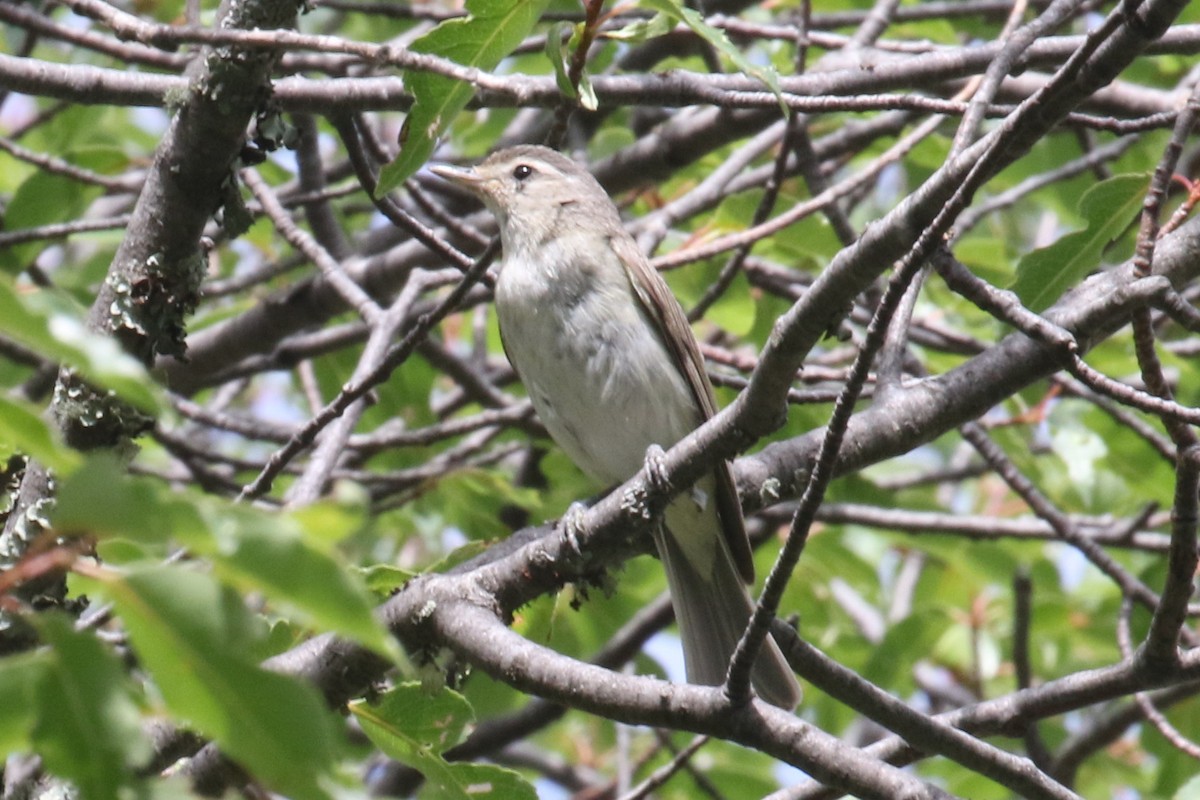 Warbling Vireo (Western) - ML350942921