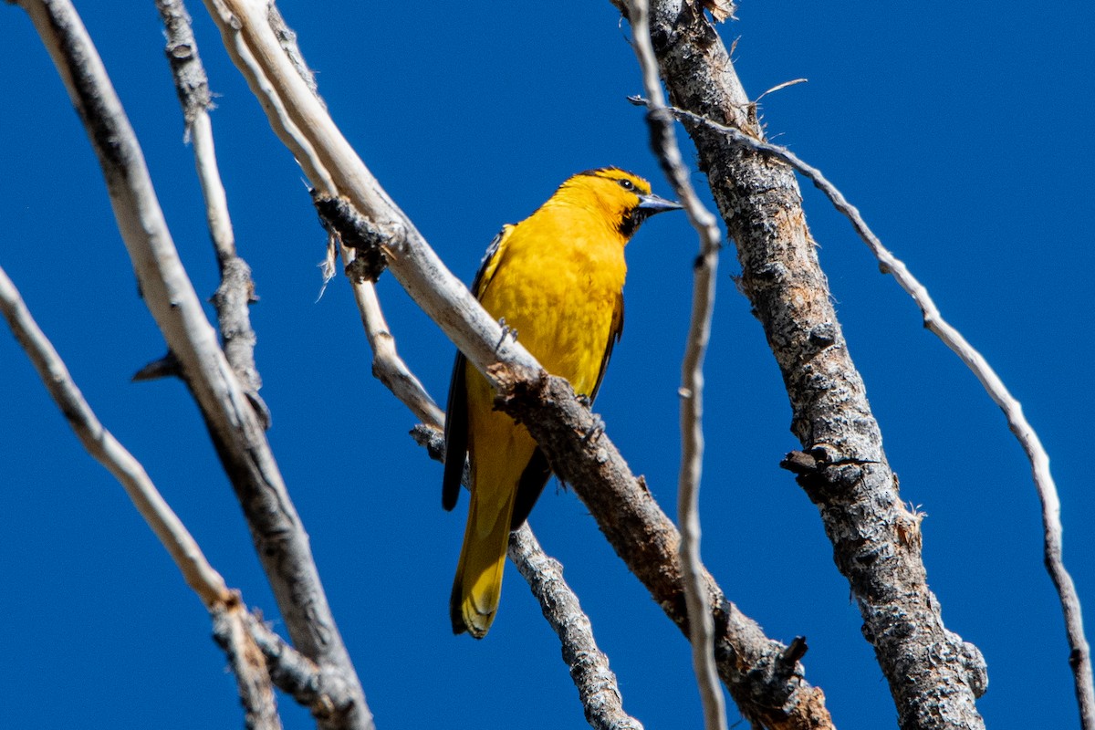Bullock's Oriole - ML350943381
