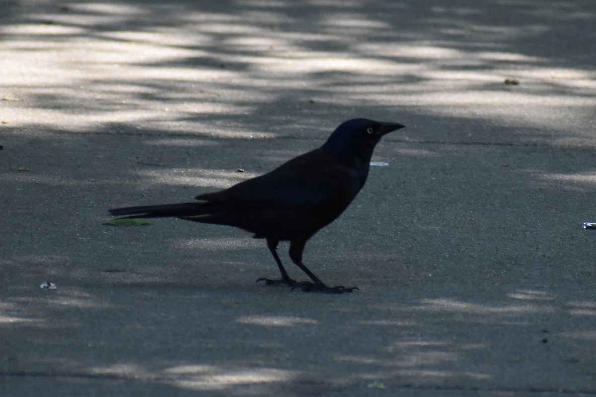 Common Grackle - ML350943401