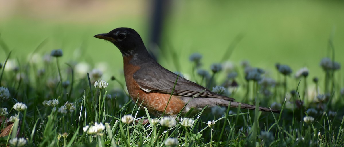 American Robin - ML350943981