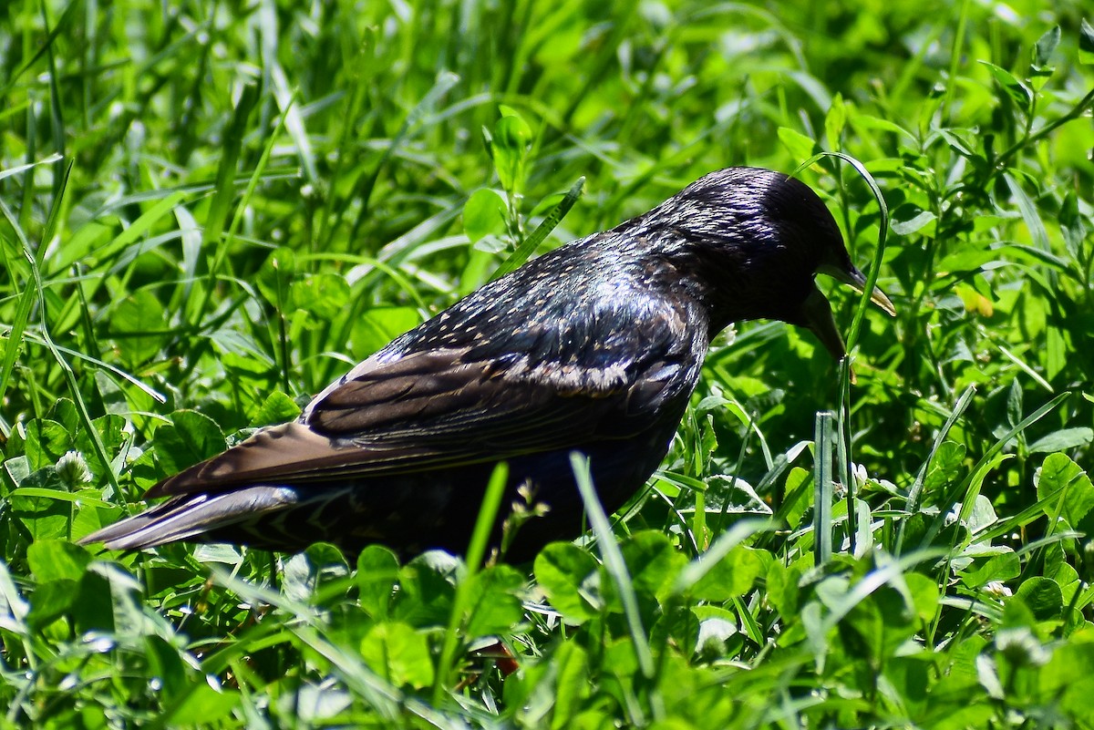 European Starling - ML350944961