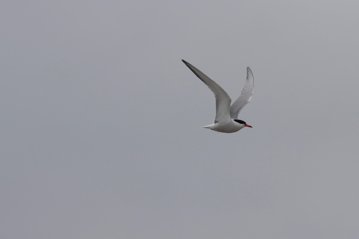 Эгэл хараалай - ML350945061