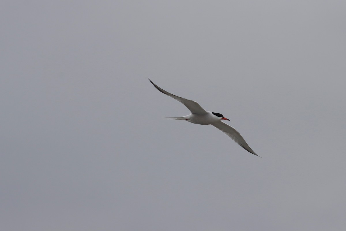 Эгэл хараалай - ML350945071