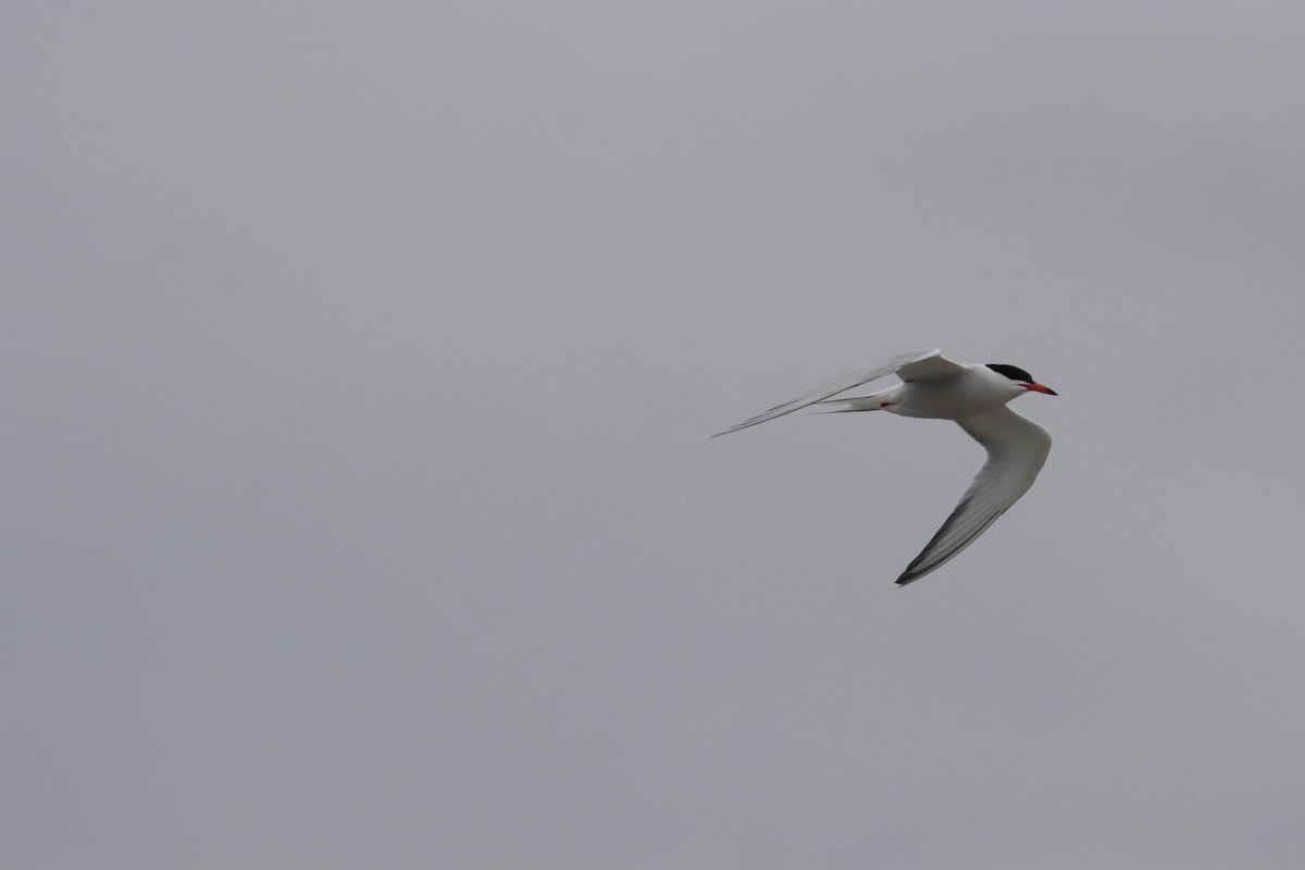 Эгэл хараалай - ML350945081