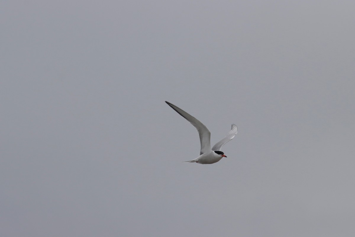 Эгэл хараалай - ML350945091