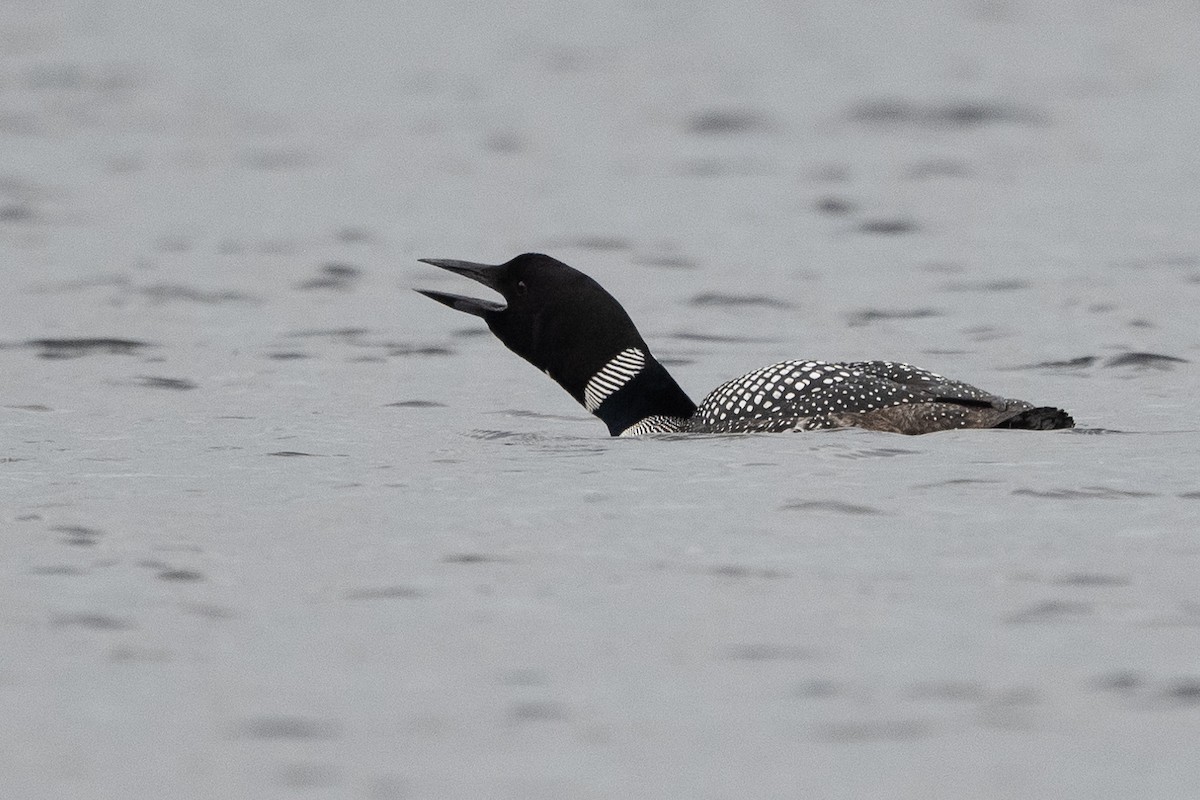 Common Loon - ML350945531