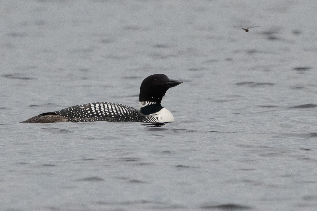Common Loon - ML350945541