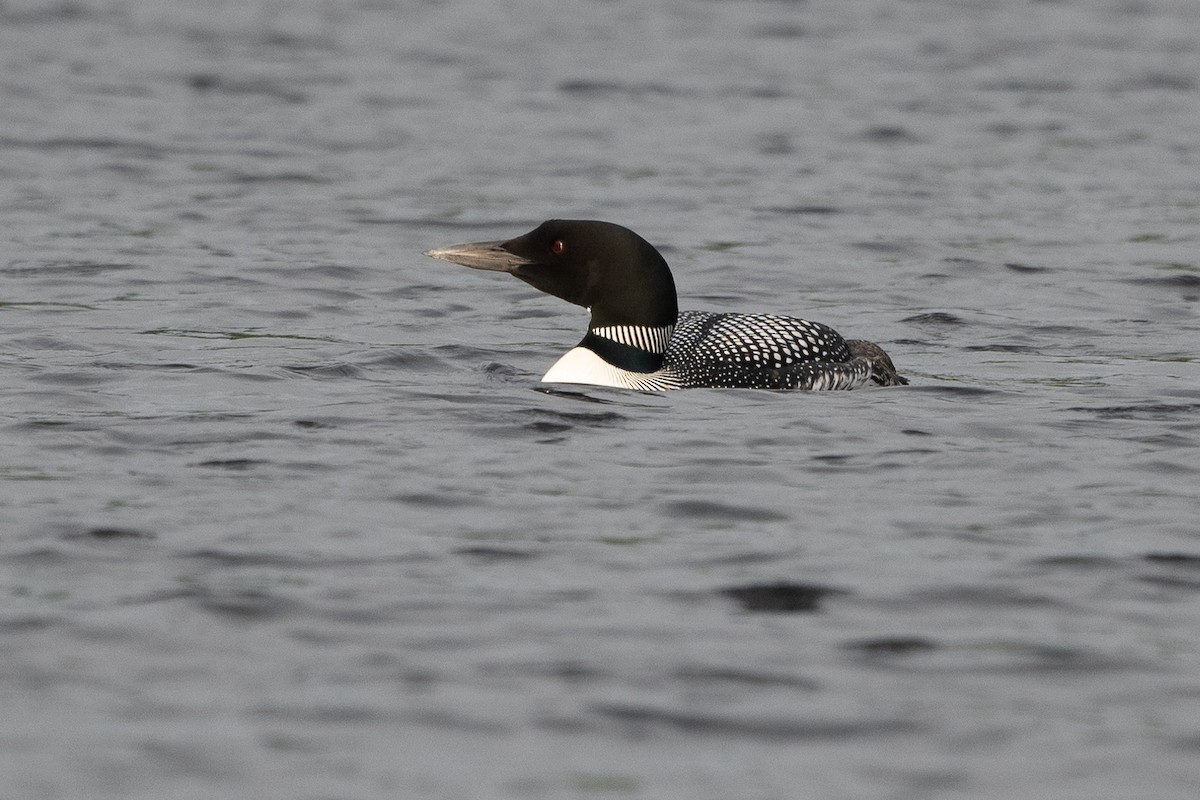 Common Loon - ML350945551