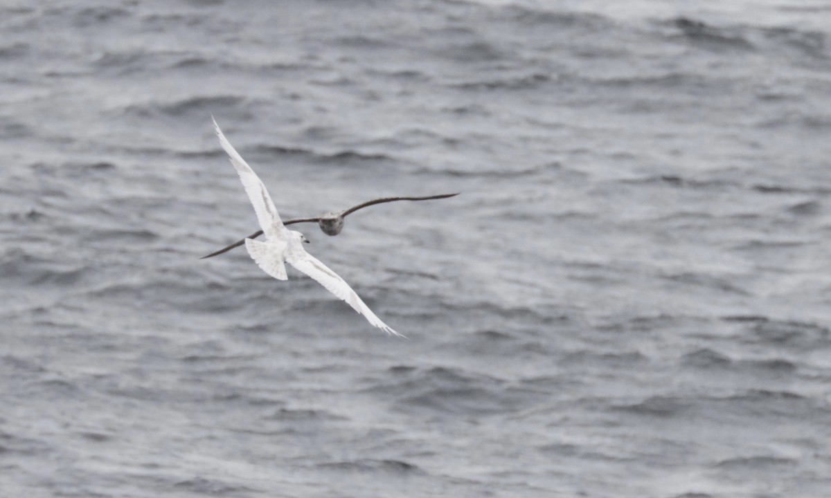 Iceland Gull - ML350945561