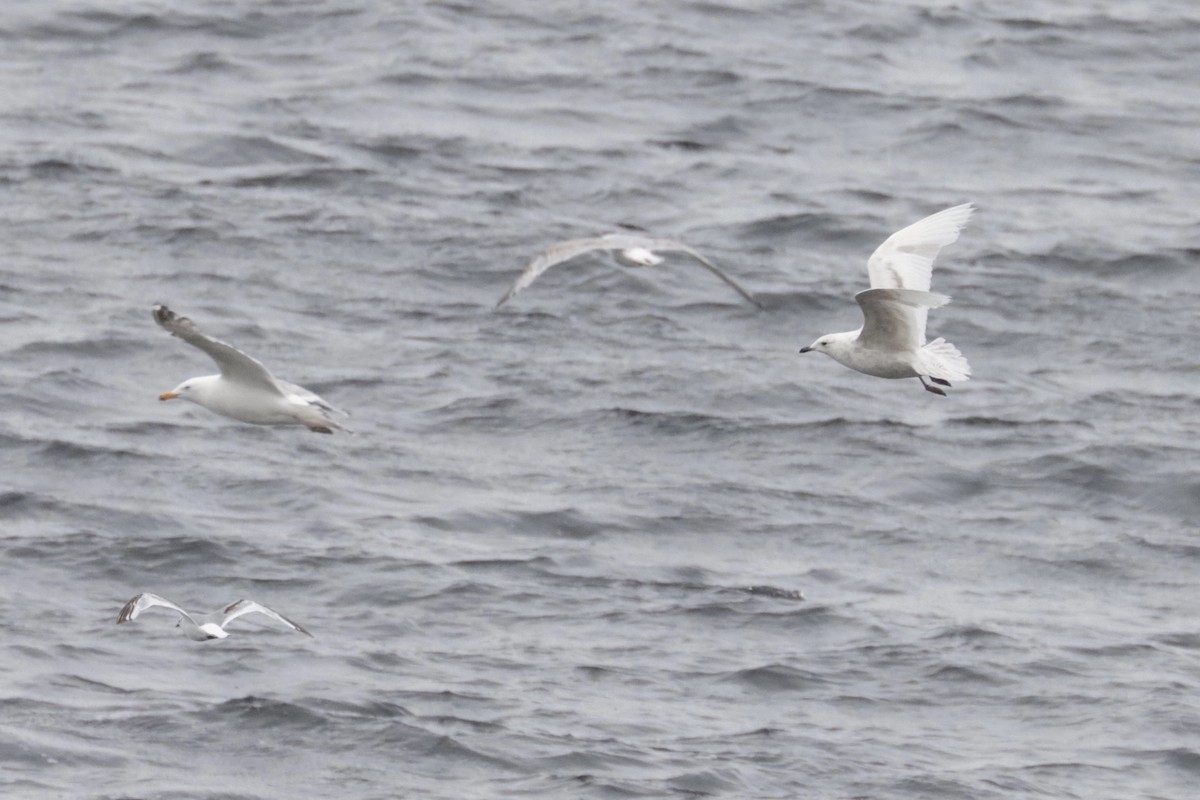 Iceland Gull - ML350945571