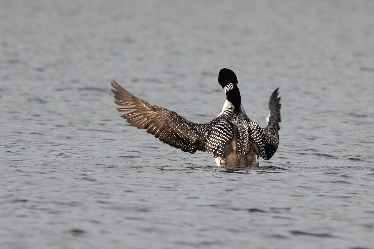Common Loon - ML350945581