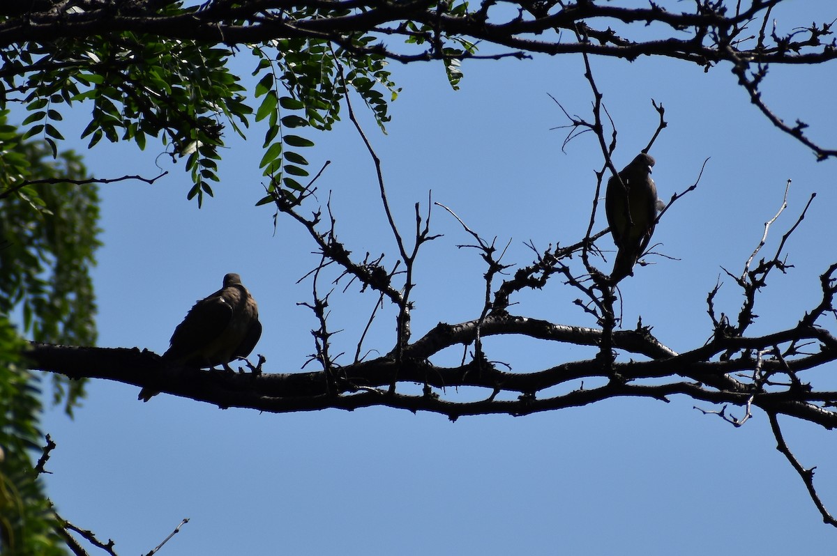 Mourning Dove - ML350945761