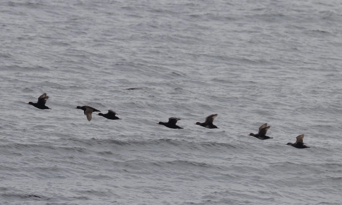 Black Scoter - ML350945981