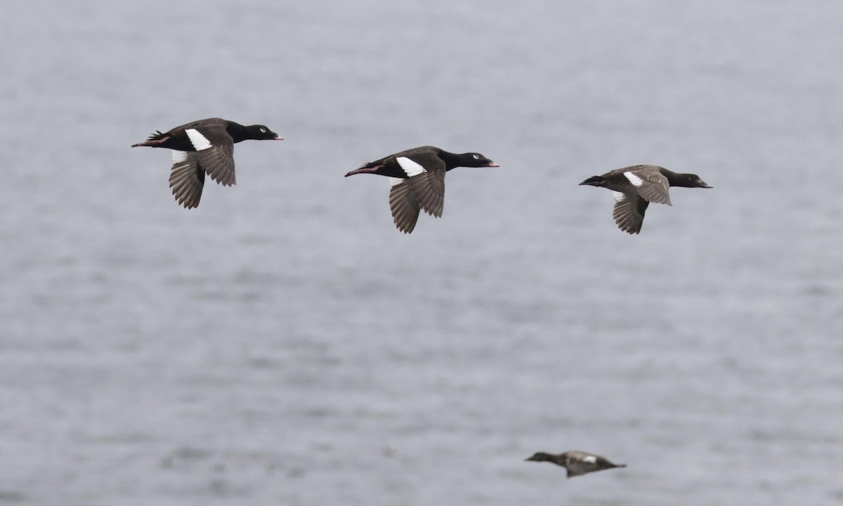 White-winged Scoter - ML350946641