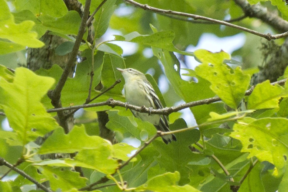 Cerulean Warbler - ML350946651