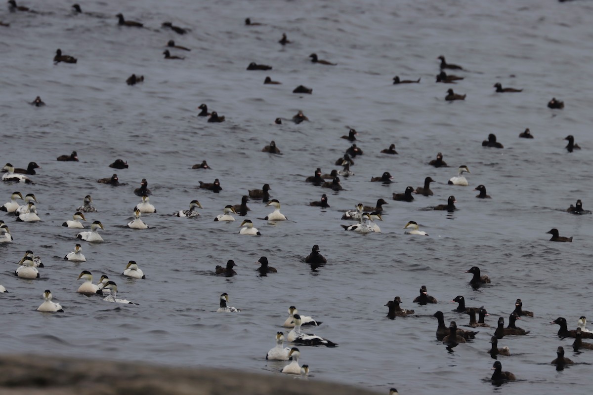 White-winged Scoter - ML350946671