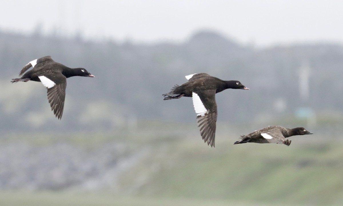 White-winged Scoter - ML350946681