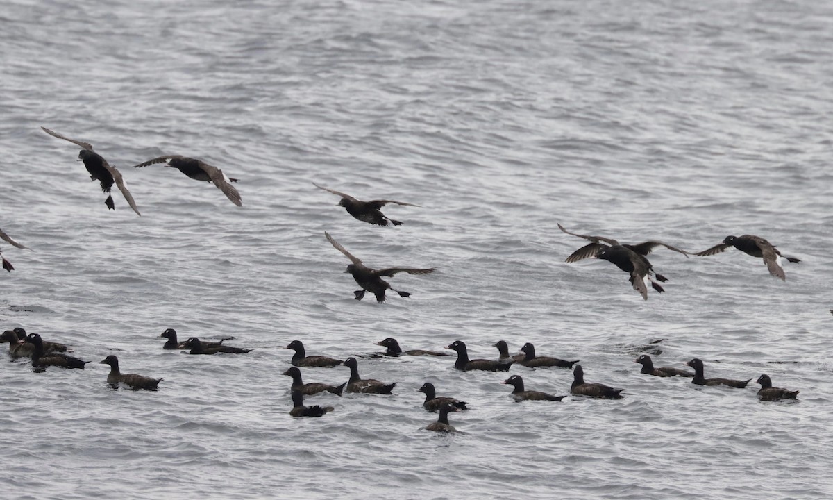 White-winged Scoter - ML350946701