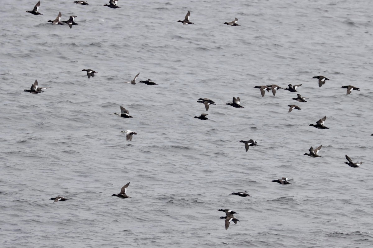 White-winged Scoter - ML350946751