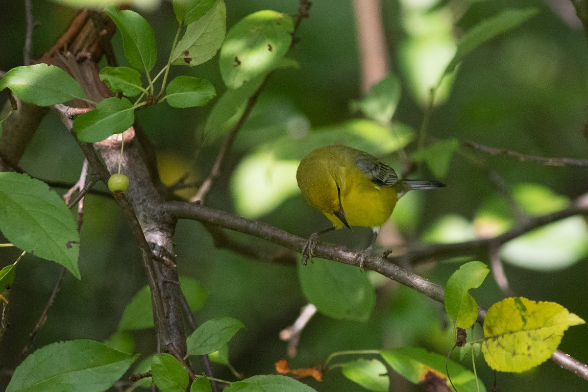 Blauflügel-Waldsänger - ML350946891