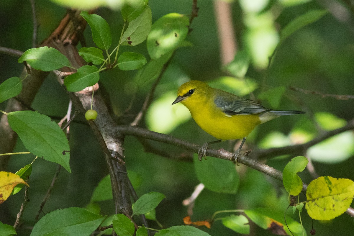 Blue-winged Warbler - Brian Quindlen