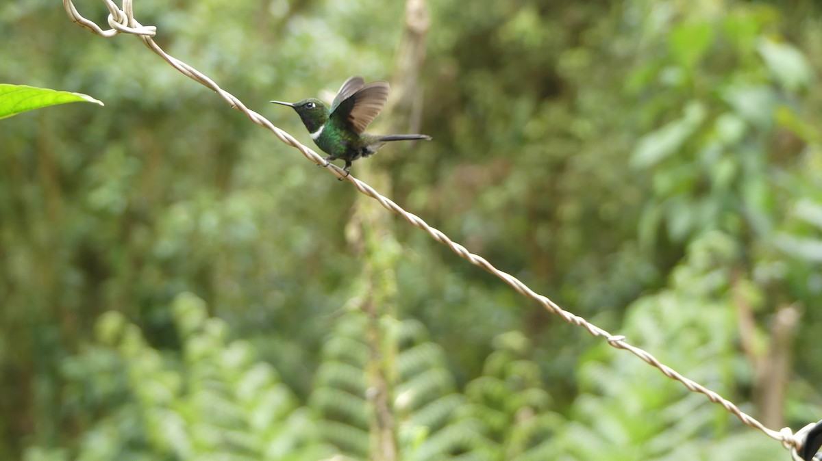 kolibřík bělolímcový - ML350949261