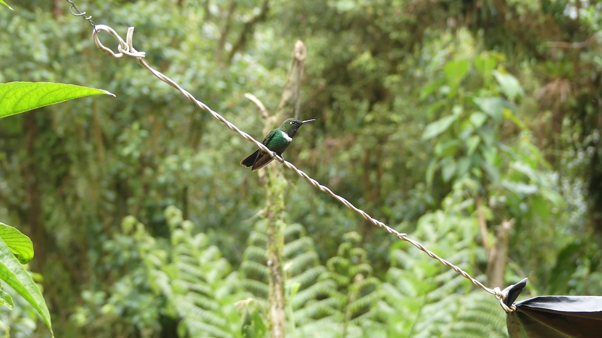 kolibřík bělolímcový - ML350949271