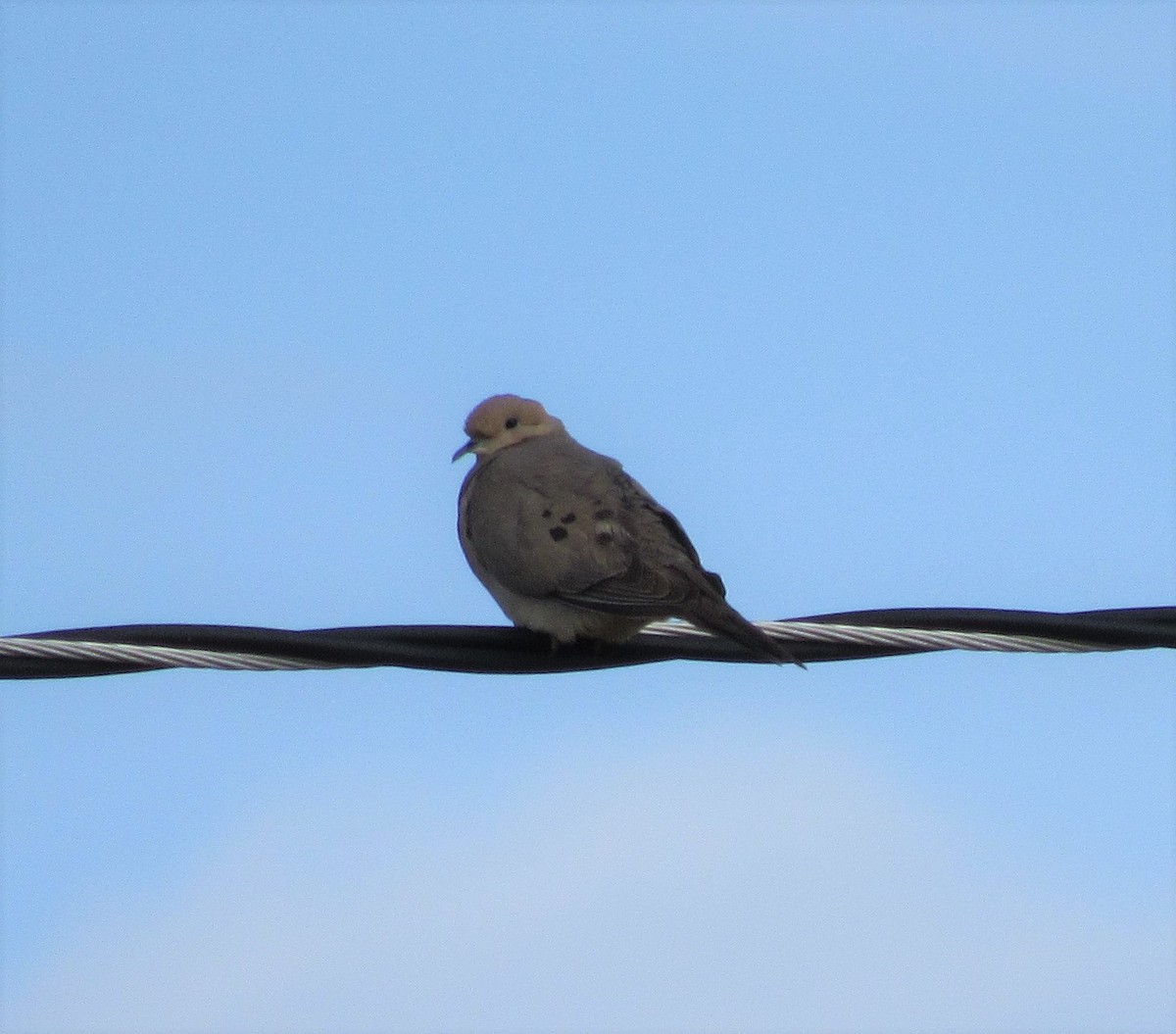 Mourning Dove - ML350949511